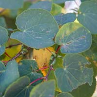 Cercidiphyllum japonicum