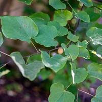 Cercis canadensis