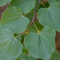 Cercis canadensis