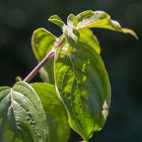 Cornus mas