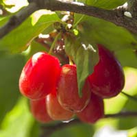 Cornus mas