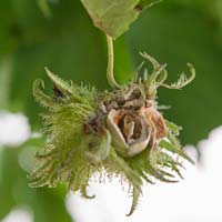 Corylus colurna