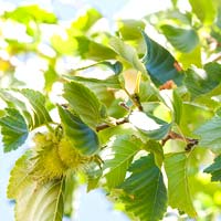 Corylus colurna