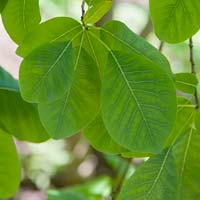 Cotinus obovatus