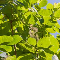 Cotinus obovatus