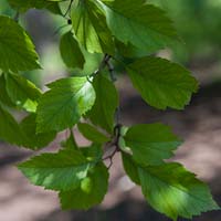 Crataegus viridis 'Winter King'