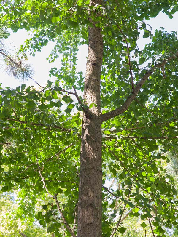Autumn Gold Ginkgo Chicago Botanic Garden