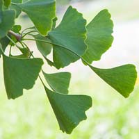 Ginkgo biloba 'Autumn Gold'