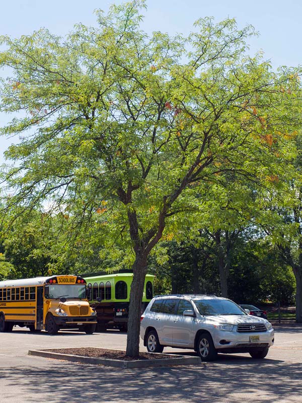 Image result for skyline locust tree