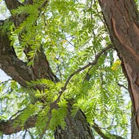 Gleditsia triacanthos f. inermis 'Skycole' Skyline®