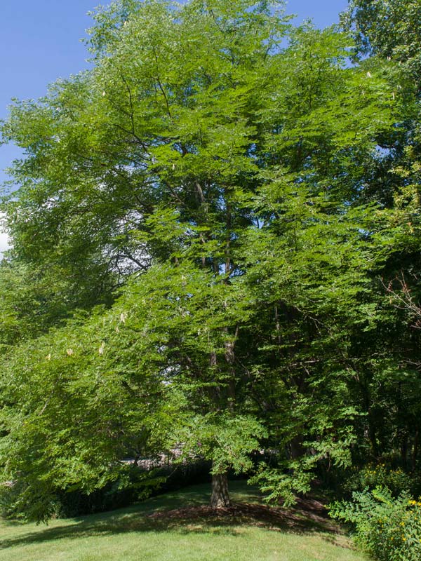 Kentucky Coffeetree | Chicago Botanic Garden
