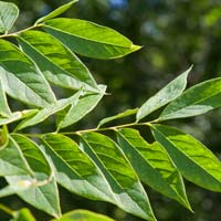 Gymnocladus dioicus