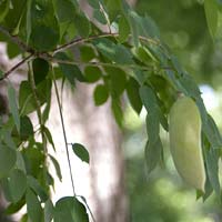 Gymnocladus dioicus