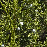 Juniperus chinensis 'Keteleeri'