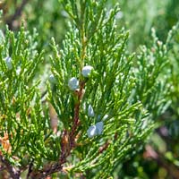 Juniperus virginiana