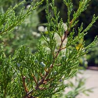 Juniperus virginiana