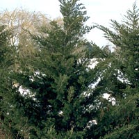 Juniperus virginiana