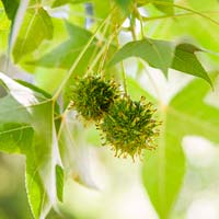 Liquidambar styraciflua