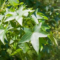 Liquidambar styraciflua