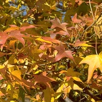 Liquidambar styraciflua