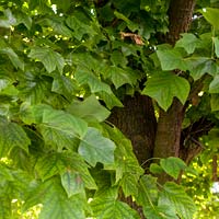 Liriodendron tulipifera