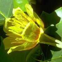 Liriodendron tulipifera