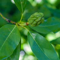 Magnolia virginiana