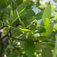 Magnolia virginiana