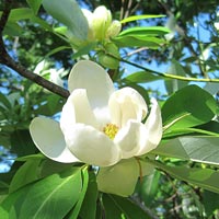 Magnolia virginiana