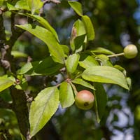 Malus 'Adirondack'