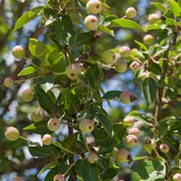 Malus 'Adirondack'