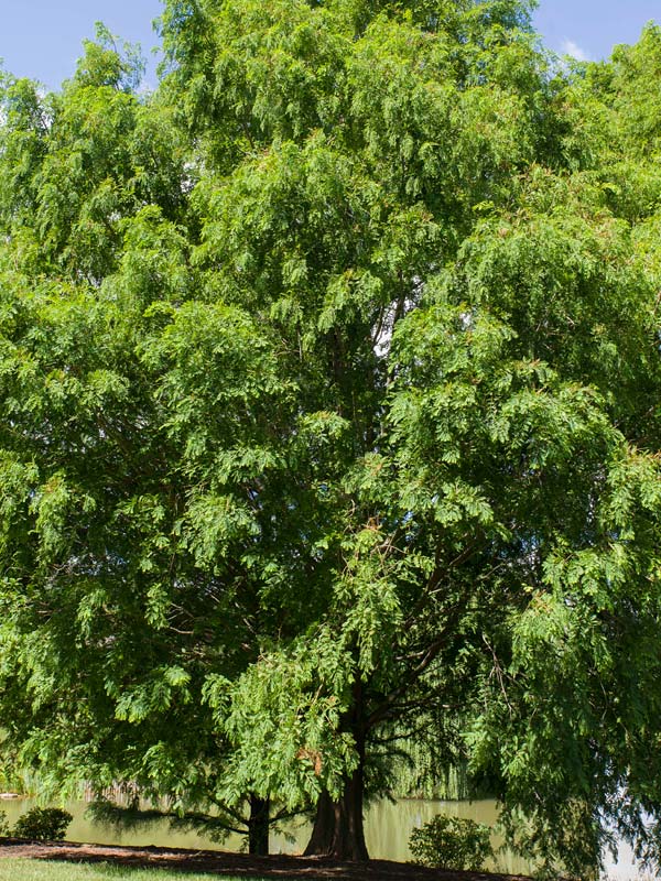 metasequoia glyptostroboides dawn redwood metasequoia glyptostroboides dawn redwood