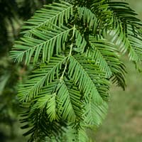 Metasequoia glyptostroboides