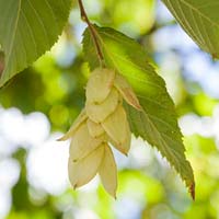 Ostrya virginiana