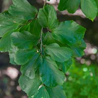 Parrotia persica