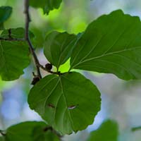 Parrotia persica