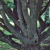 Parrotia persica