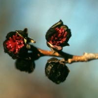 Parrotia persica