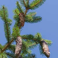 Picea abies