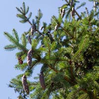 Picea abies