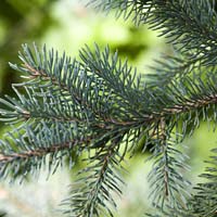 Picea glauca ‘Densata’