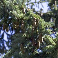 Picea glauca ‘Densata’