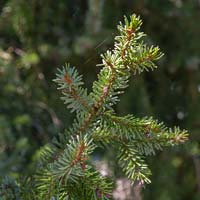 Picea omorika