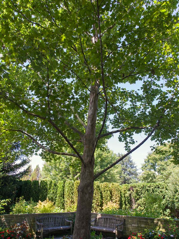 American Sycamore | Chicago Botanic Garden