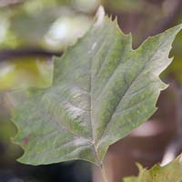 Platanus occidentalis