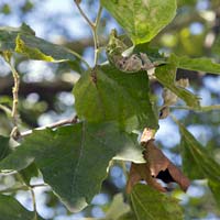 Platanus occidentalis