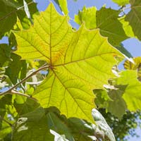 Platanus x acerifolia 'Bloodgood'