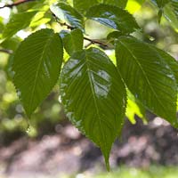 Prunus sargentii