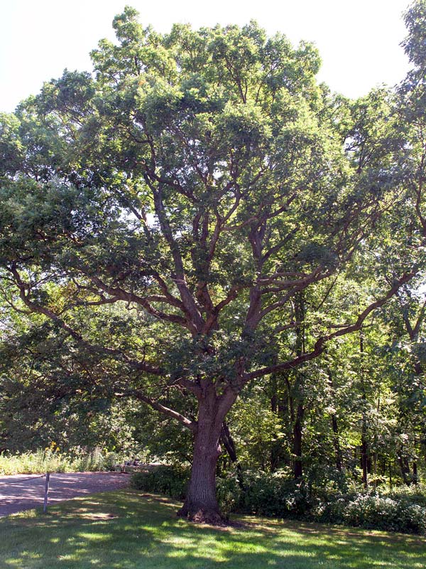 White Oak* | Chicago Botanic Garden