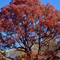 Quercus alba